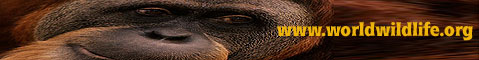 World Wildlife Federation